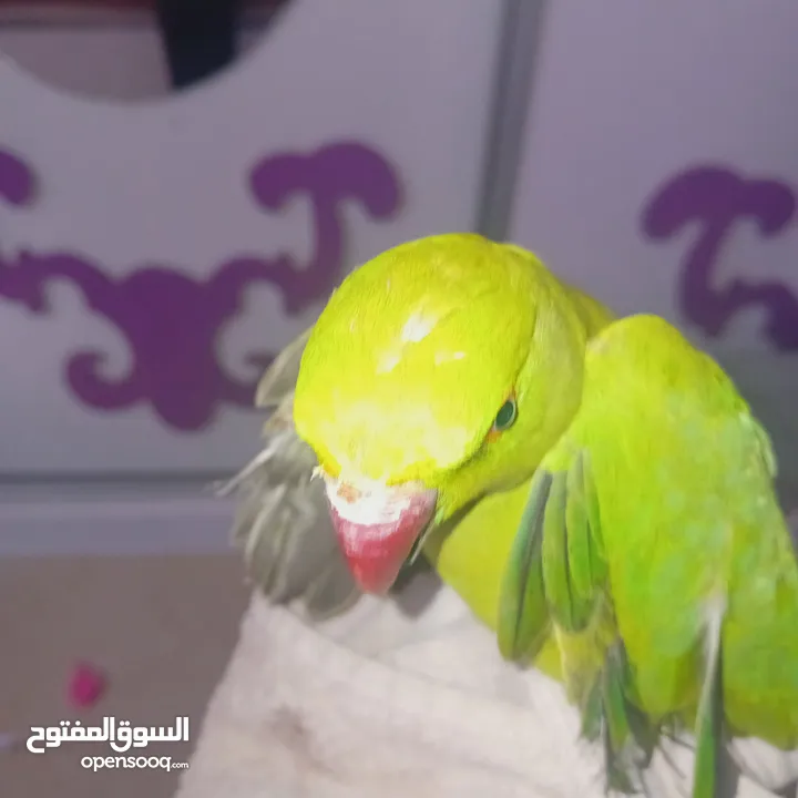 عصفور خضر مع قفص