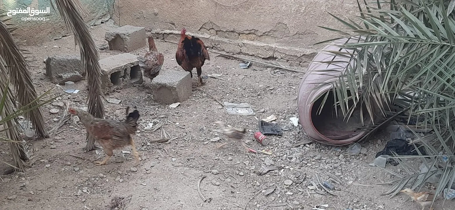 دجاج للبيع عرب في حاله جيده