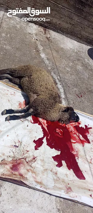 لحام متنقل لذبح العقائق والنذر والاضاحي داخل المنازل