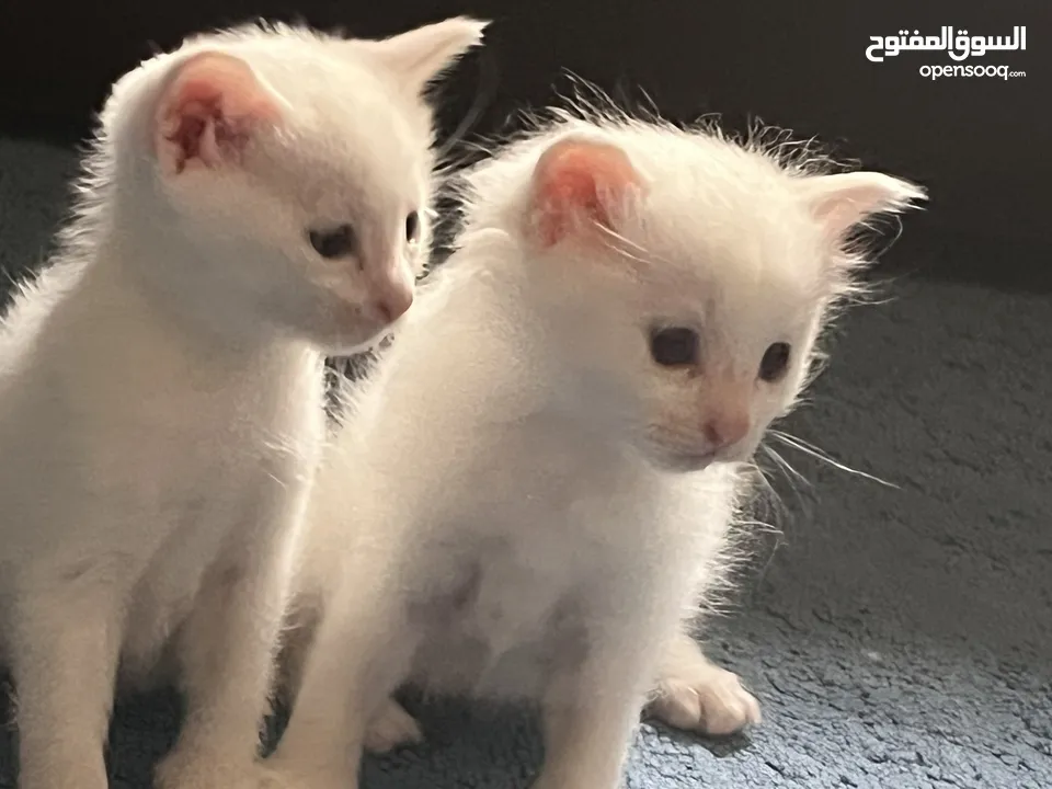 Turkish angora kittens