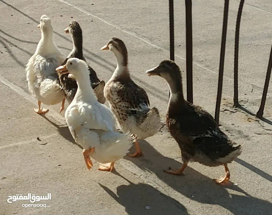 بط عدد 5 للبيع عمر من 3-4 شهور   . .........................................................