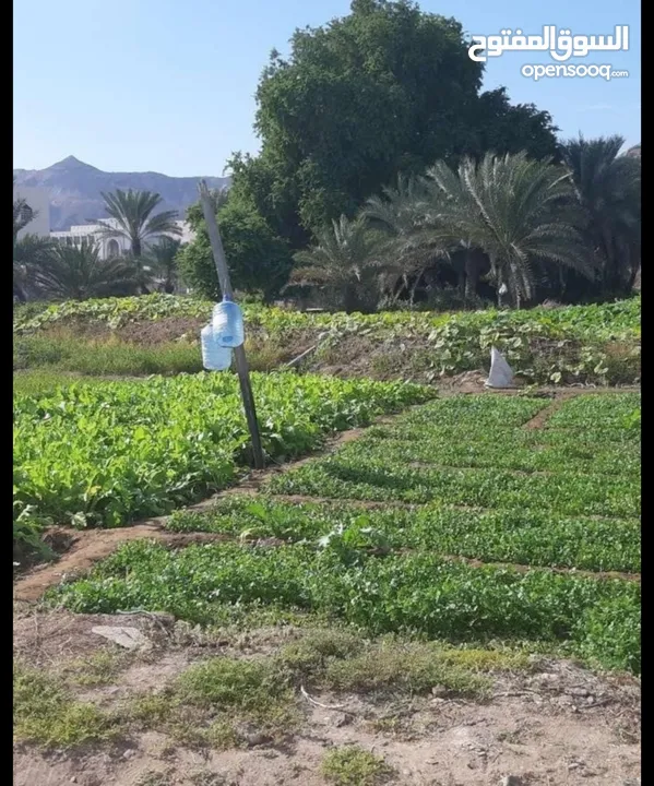 فرصة استثمارية ارض سكنية للبيع في منطقة البستان موقع ممتاز