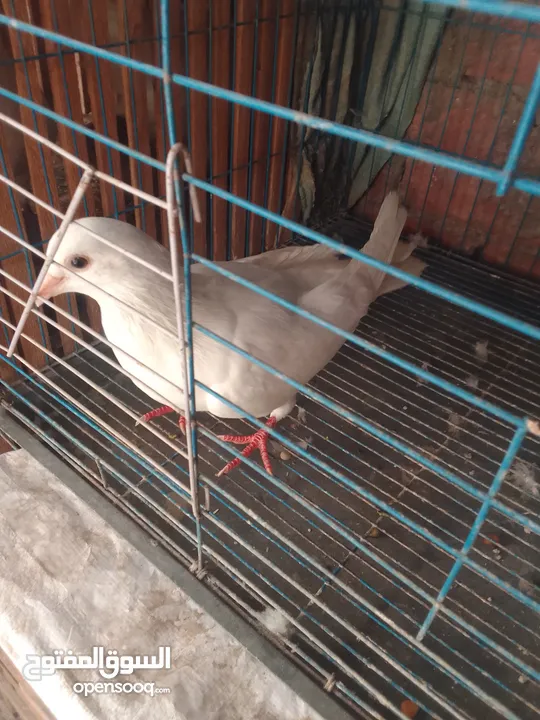 زغاليل  حمام لاحم فرنسي
