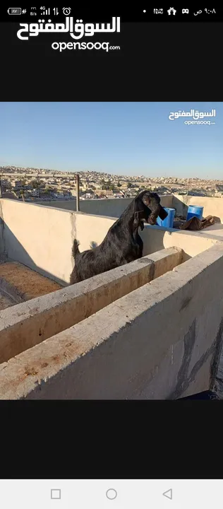سخلتين شاميات