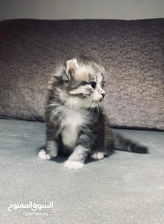 قطط هيمالايا