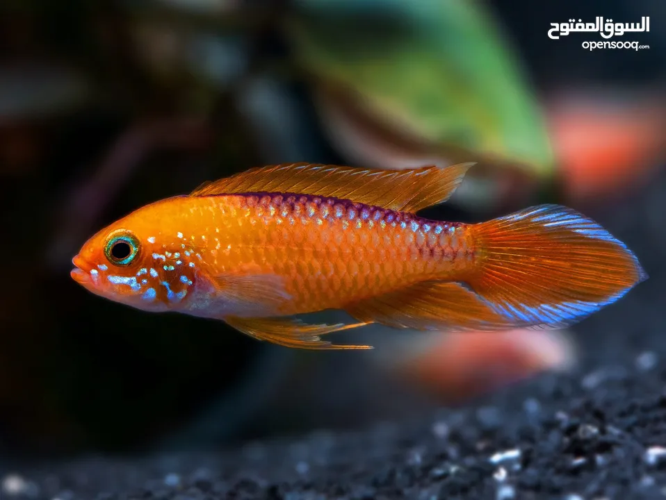 Selling dawrf ciclids ( apistogramma & german rams )