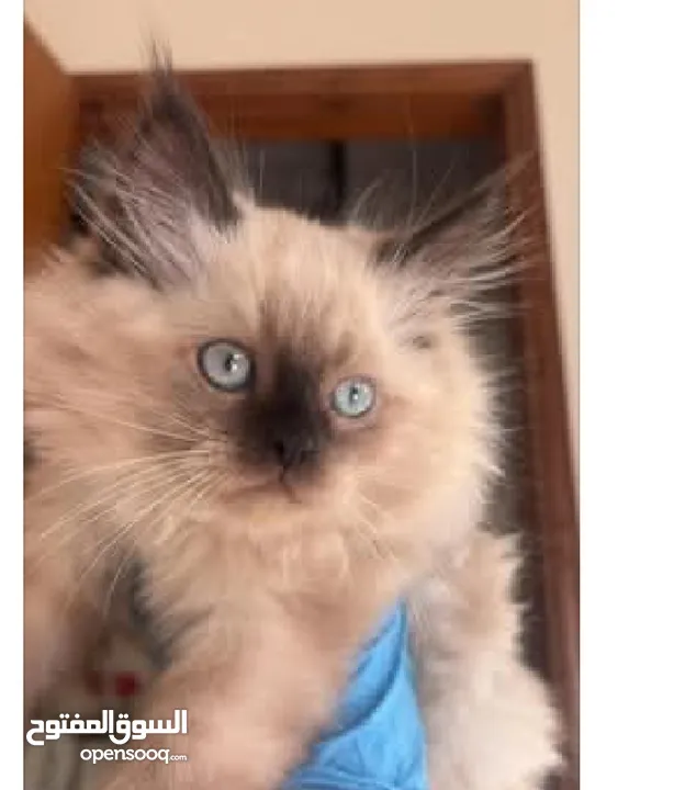 ذكر هيمالايا شوكليت