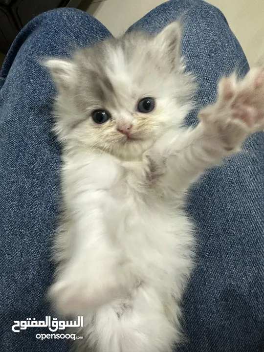 Very beautiful Small kitten