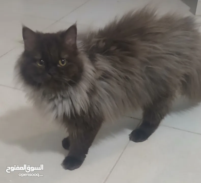 قطط للبيع نوع شانشلا