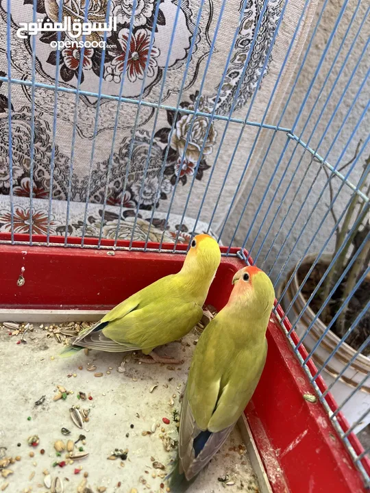 جوز روز بلدي حبة كبيرة