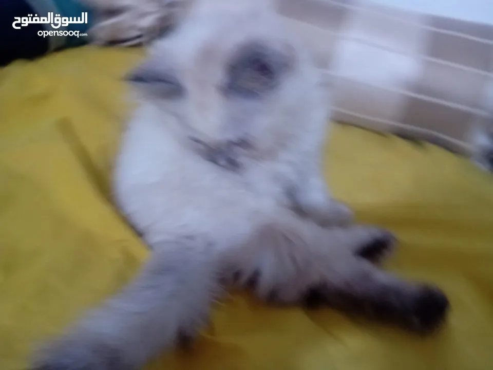 قطه هملايا انثى للبيع عمر ثلاث شهور  أكثير لعوبه حنونه مسليه نظيف جدا متعوده على البوكس مدربه