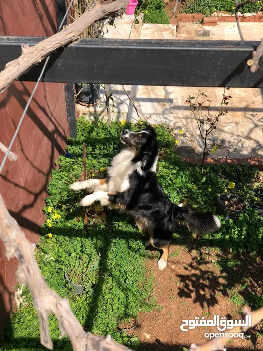 Border collie لاول مرة في الاردن