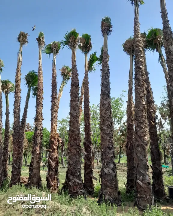 washingtonia palms , Date palms of all sizes available with delivery and planting in uae