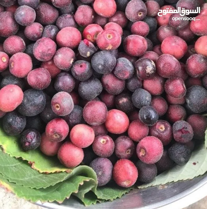 بيع شتلات بوت/كرز/بشملة/لوز/كازو/موز عملاق وأحمر/سدر مقضماني/بوت باكستان ، وبرقوق .. وغيرهن