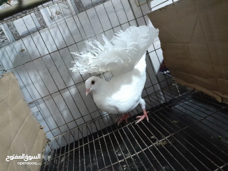 قصيين كرزلى القص زغلولين كشك بنيدى  شابةهزاز  دكر زايف بكستانى