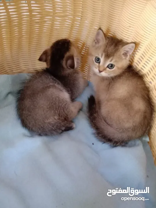 Pure Golden British kitten