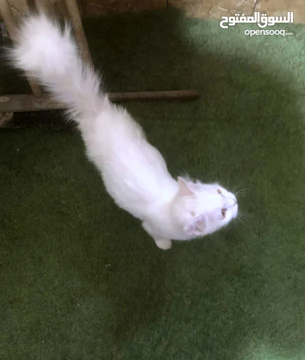 ذكر وانثى و5 قطط صغار