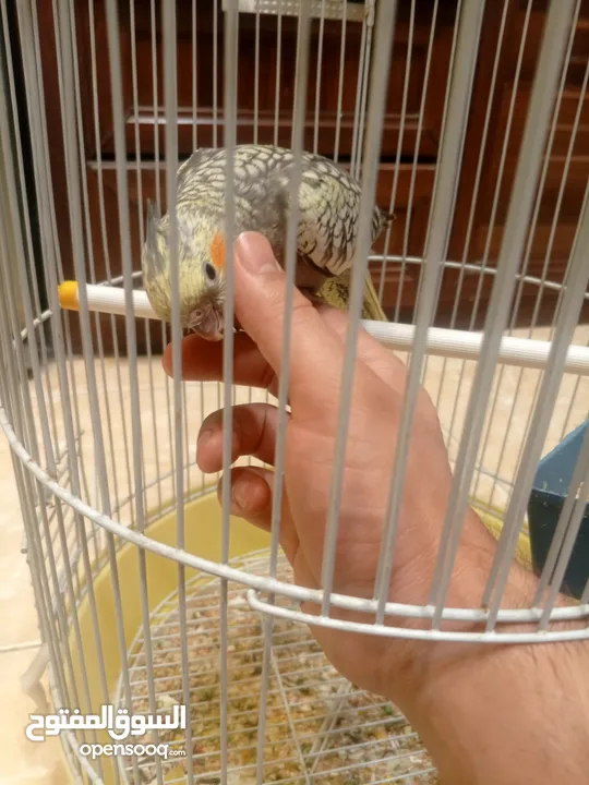فرخ كوكتيل مفطوم جديد للبيع