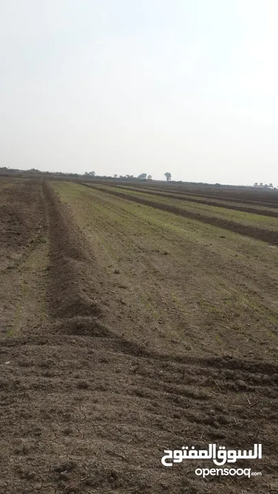 ارض زراعية للبيع ( سعر مناسب ) في الحلة بابل منطقة المحاويل جة الخط السريع الدولي