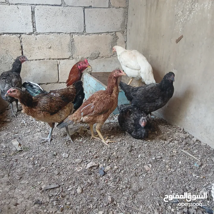 بيض دجاج باكستاني خط اول تبارك الله