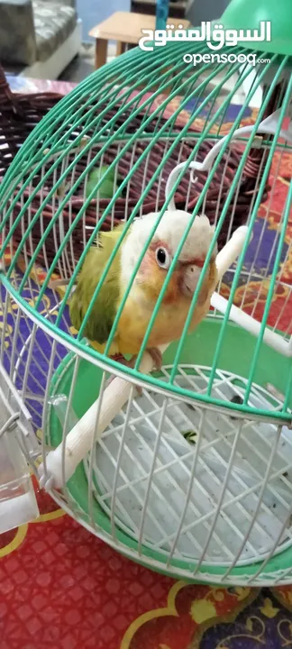 ببغاء كونيور اليف للبيع مناسب للاطفال وللعب معهم والوان زاهية وصوت جميل