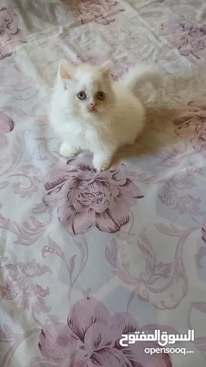 White Pure Persian Kitten