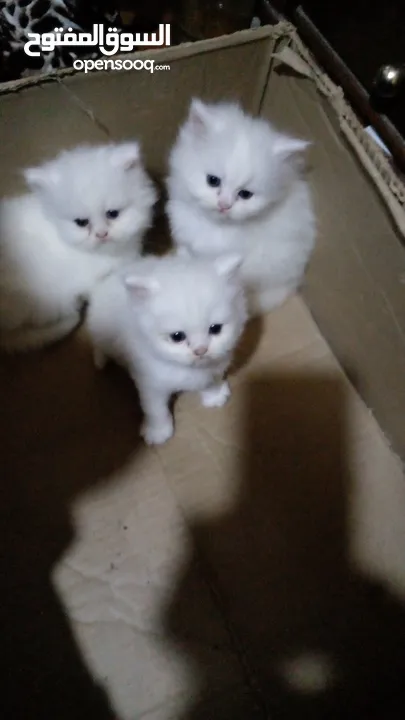 عدد 3 قطط شيرازى للبيع