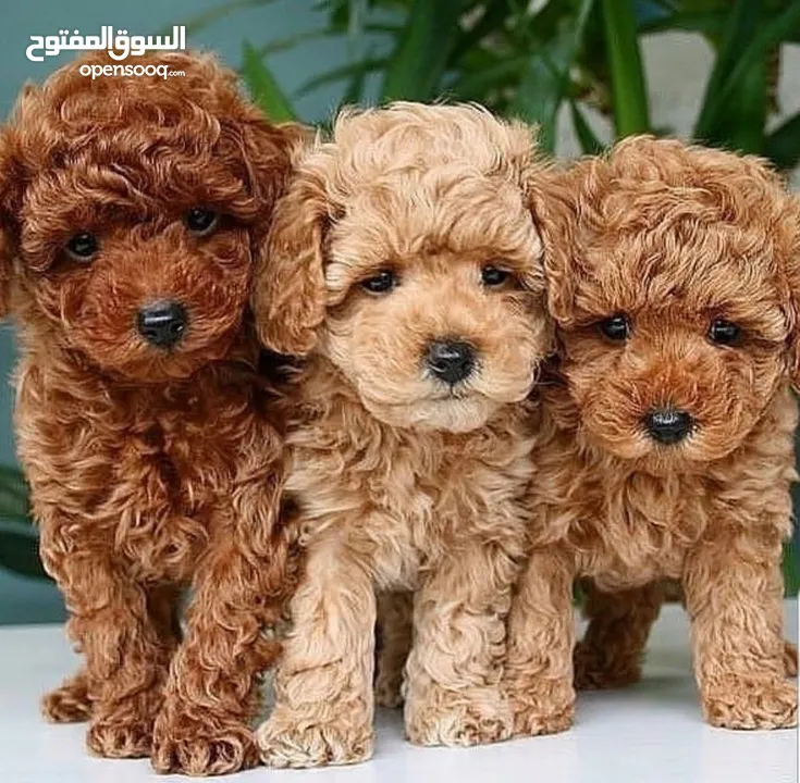 جراء بوديل اصغر حجم بسعر منافس