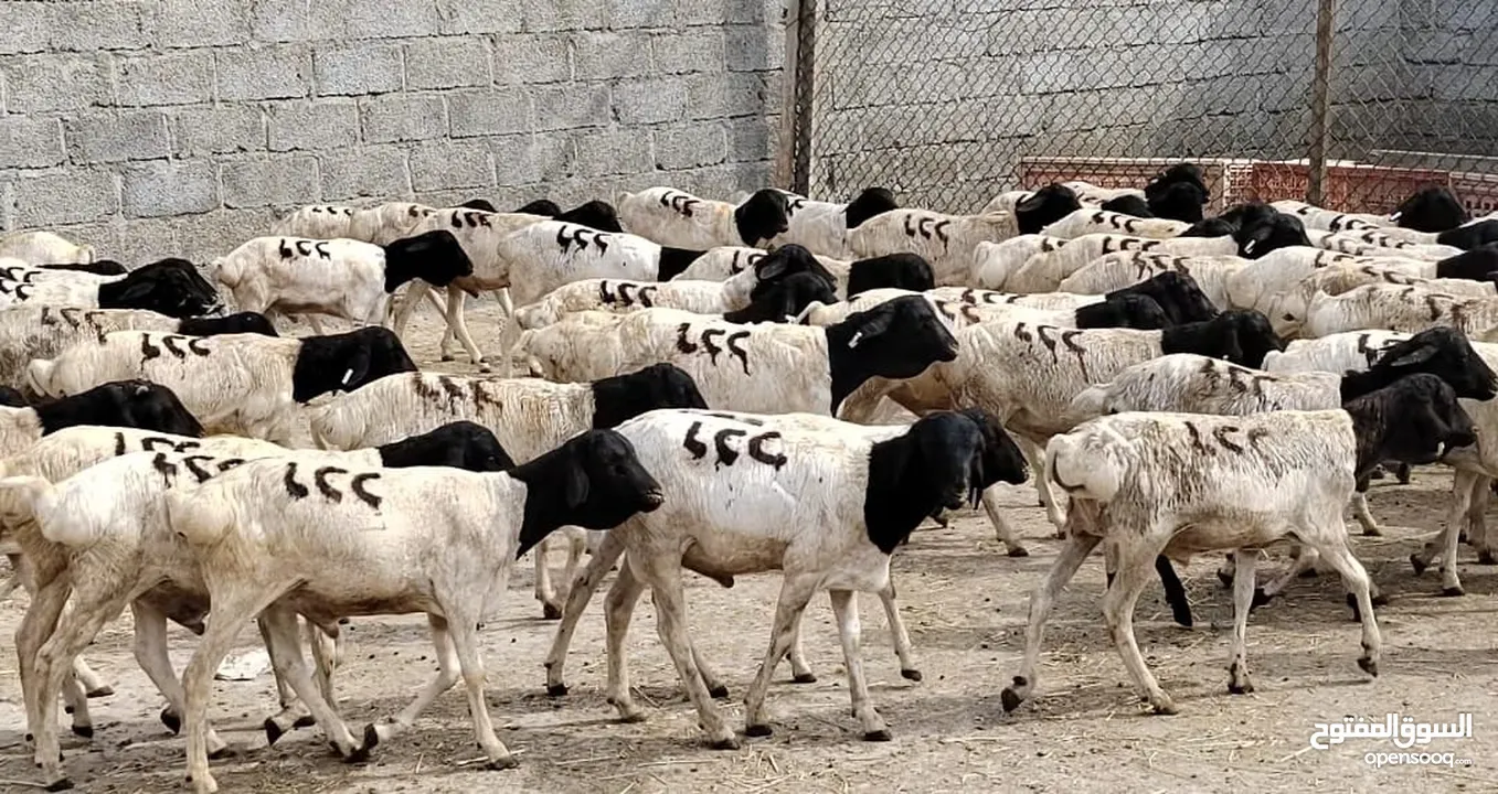 كبشان صوماليه