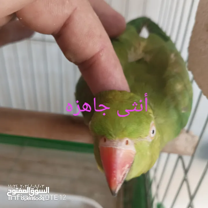 ببغاء للبيع أو البدل