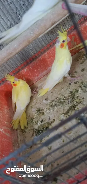 فراخ كوكتيل لاتينو عين حمرا