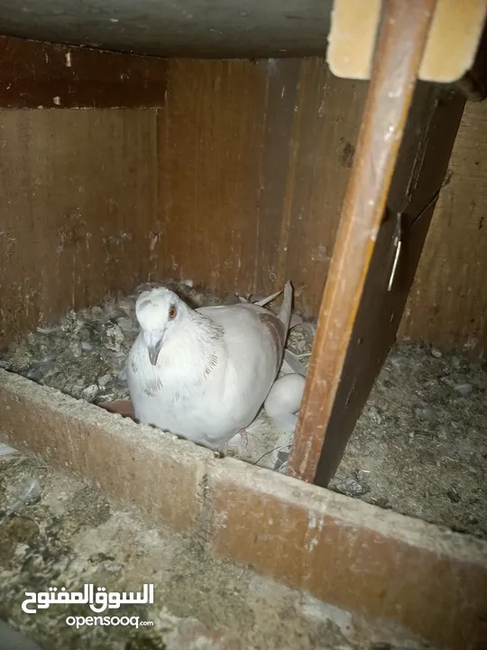 طيور حمام للبيع