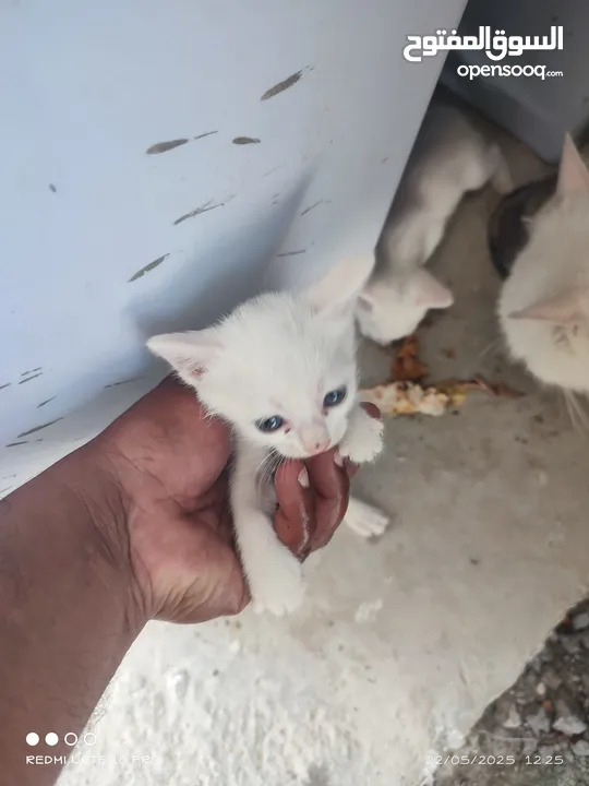 kitten 1month aged