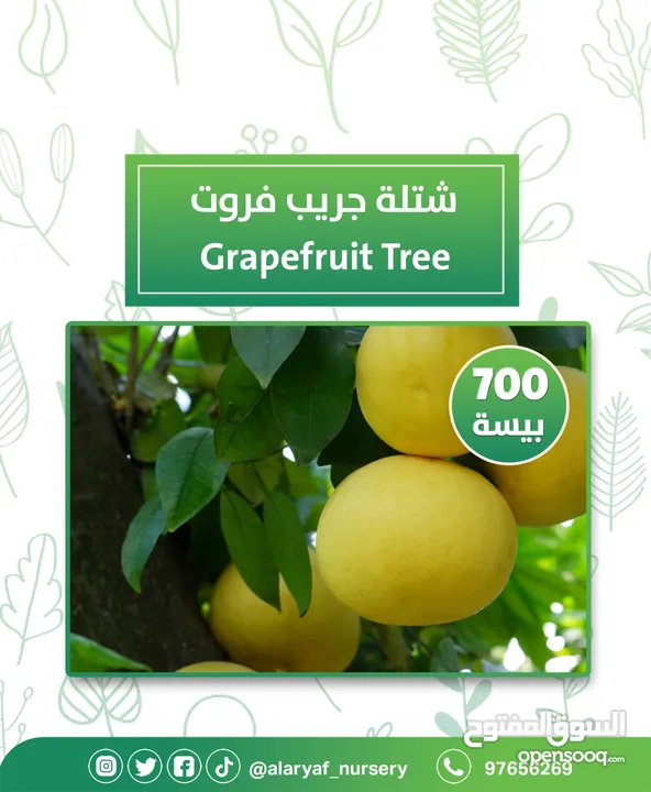 شتلات وأشجار البرتقال والحمضيات من مشتل الأرياف  أسعار منافسة نارنگی /  میندر کا درخت orange tree