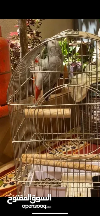 ببغاء كاسكو للبيع بسعر مغري جداً عمرو سنه و شهر و متكلم جدا صلاة النبي و أليف
