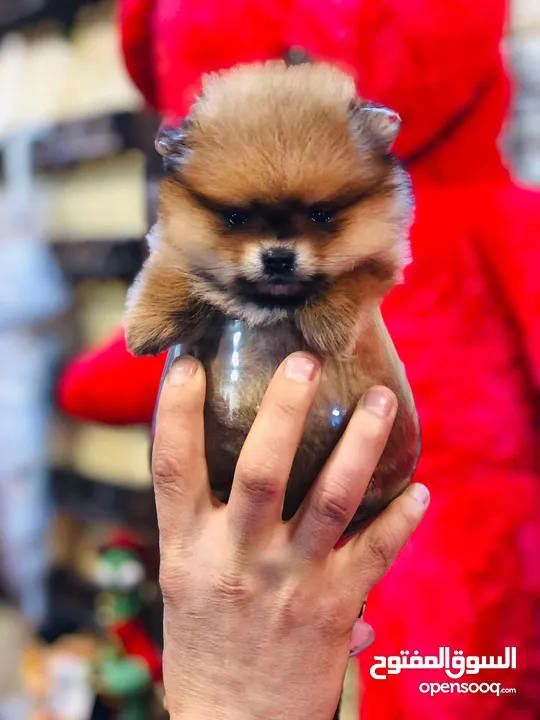 pomeranian puppy 2 months old