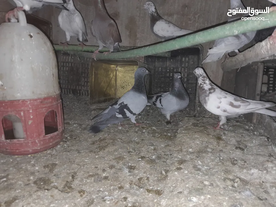 حمام بغدادي حوالى13 وحمام مشكل عدد20 وديوك عدد4