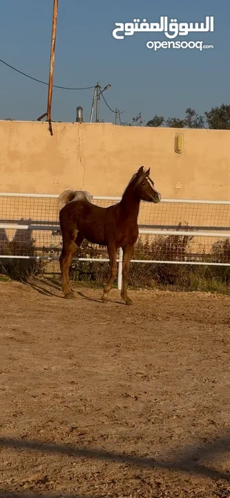 مهر عربي مسجل