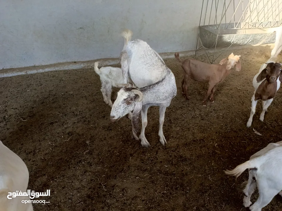 ماعز خليط موجود كمية