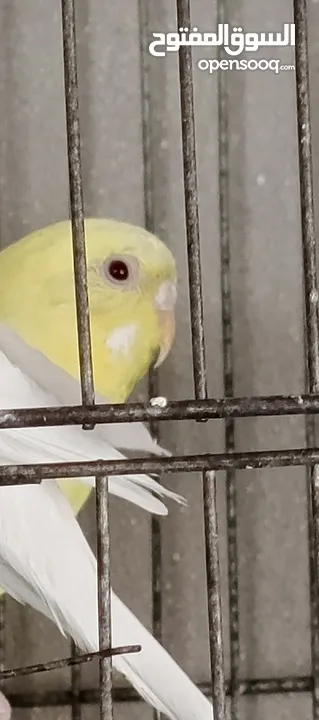 عصافير حب للبيع