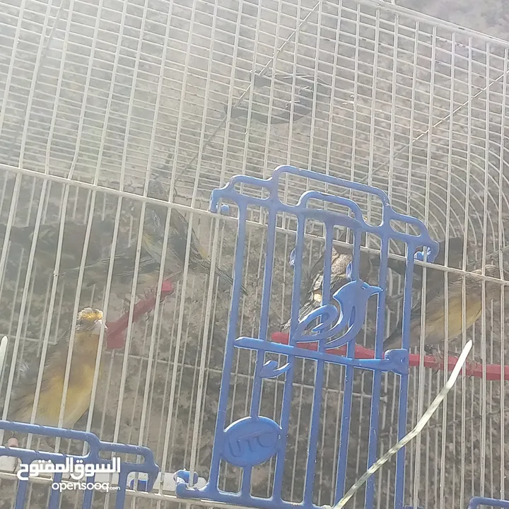 بناديق حسون مسمعات للبيع