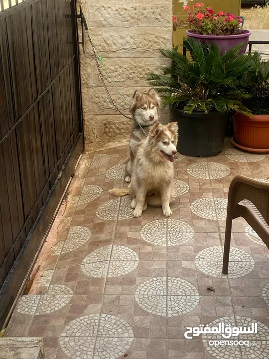 كلب هاسكي  بيور