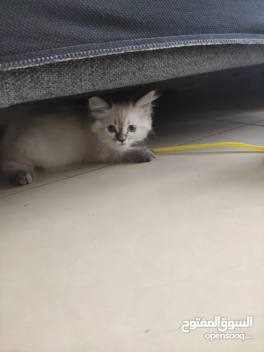 Himalayan kitten ( female ) 2.5 Months