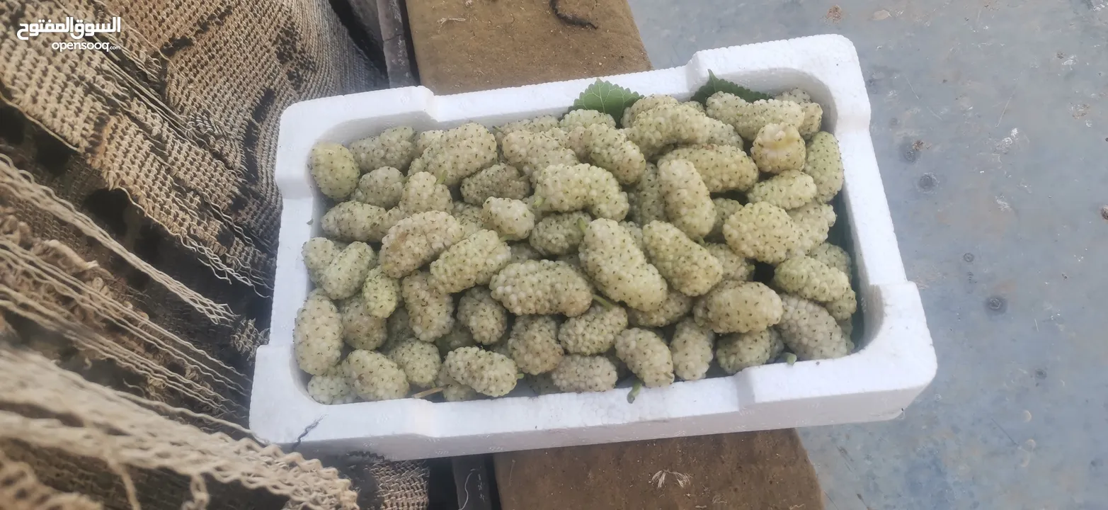 يوجد توت ابيض اسود