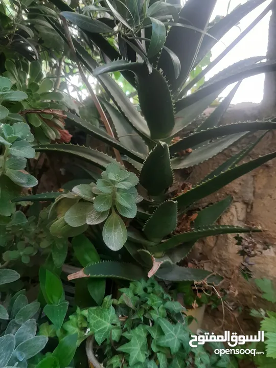 زريعه زينه للبيع