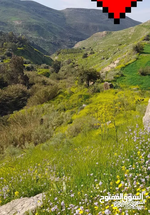 3،400دونم ماحص وادي شعيب الفحيص  استخدام سياحي سكني زراعي يكمن شقة قبول شقة  عمان الغربيه من ثمن