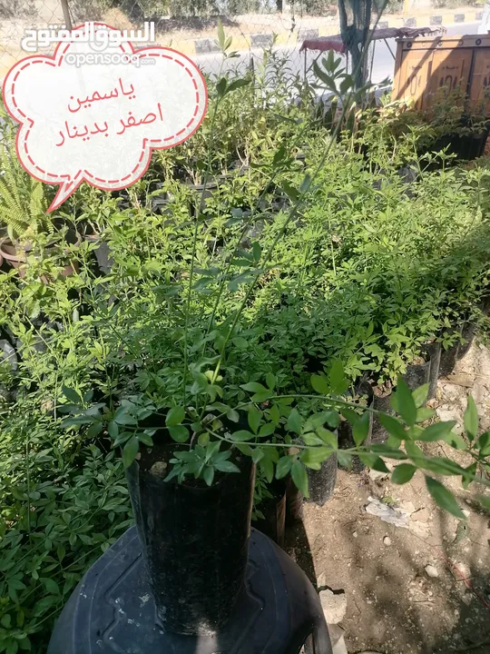 اشتال للبيع يتوفر اشتال منوعه وجميله