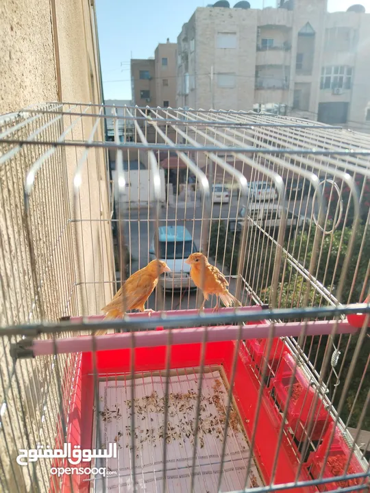 جوز كنار للبيع بدون قفص