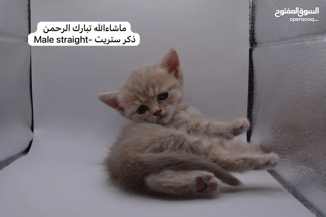 سكوتش كيتن فولد وستريت الوان مميزه ليلك ومشمشي وغيرها 15 كيتن