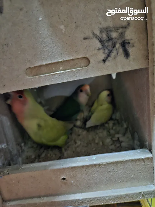 جوز روز معاهم فرخ عمر ست اشهر